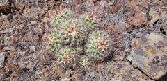 Pediocactus nigrispinus