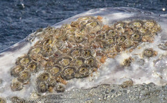 Cryptolepas rhachianecti