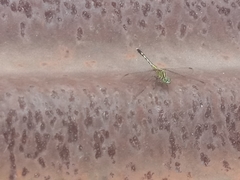 Diplacodes trivialis