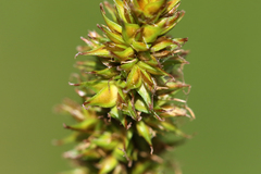 Carex densa