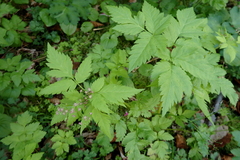 Osmorhiza purpurea