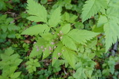 Osmorhiza purpurea