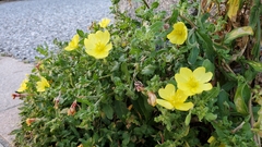 Oenothera