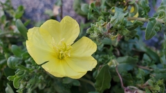 Oenothera