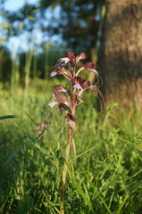 Himantoglossum comperianum