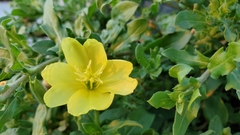 Oenothera