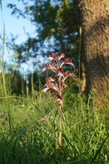 Himantoglossum comperianum