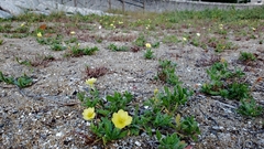 Oenothera