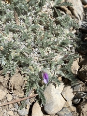 Oxytropis oreophila