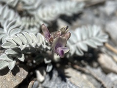 Astragalus platytropis