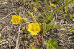 Potentilla stolonifera