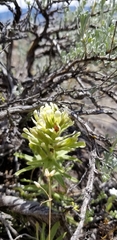 Castilleja xanthotricha