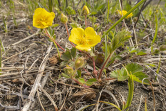 Potentilla stolonifera