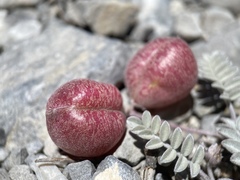 Astragalus platytropis