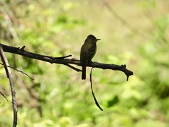 Empidonax difficilis