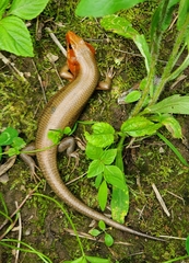 Plestiodon laticeps