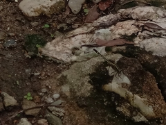 Diplacodes trivialis