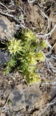 Castilleja xanthotricha