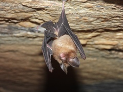 Hipposideros