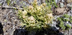 Castilleja xanthotricha