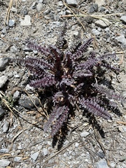 Pedicularis semibarbata charlestonensis