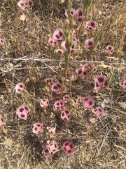 Clarkia speciosa