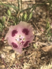 Clarkia speciosa