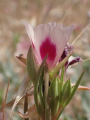 Clarkia speciosa