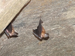 Hipposideros
