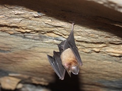 Hipposideros