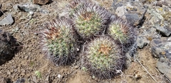 Pediocactus nigrispinus