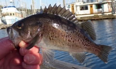 Sebastes melanops