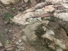 Diplacodes trivialis