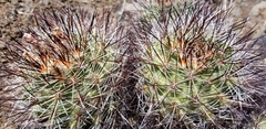Pediocactus nigrispinus