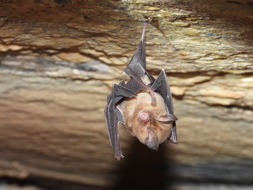 Durga Das's Leaf-Nosed Bat