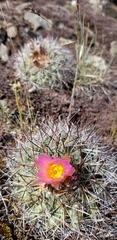 Pediocactus nigrispinus