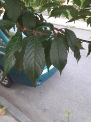 Prunus