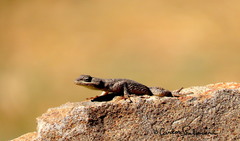 Sceloporus dugesii