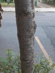 Prunus