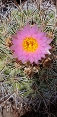 Pediocactus nigrispinus