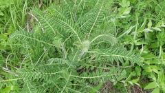 Astragalus alopecurus