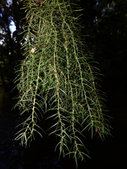Phlegmariurus linifolius