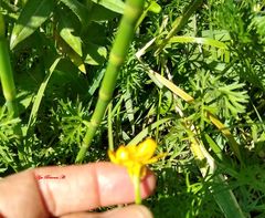 Ranunculus dichotomus