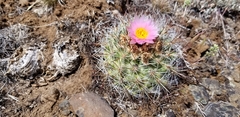 Pediocactus nigrispinus