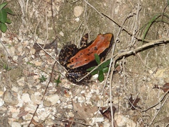 Hydrophylax bahuvistara