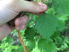 Crataegus flabellata