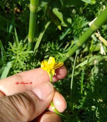 Ranunculus dichotomus