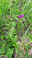 Primula cortusoides