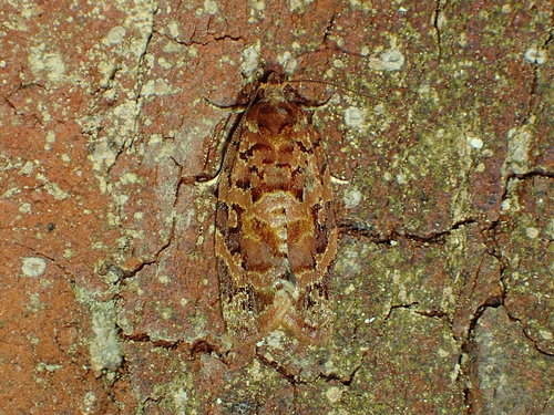 Florida Leafroller photo 2