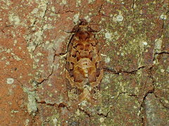 Argyrotaenia floridana